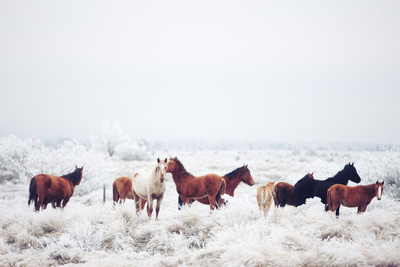 society 6 horses