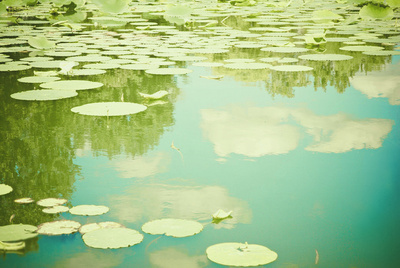 Society 6Summer Refelections