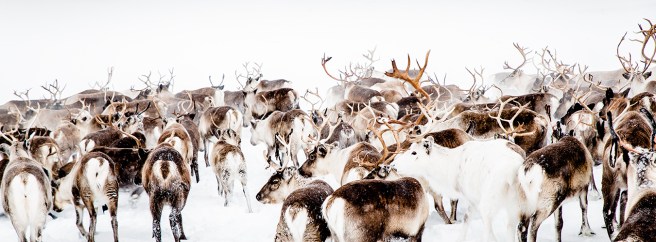 wild reindeer