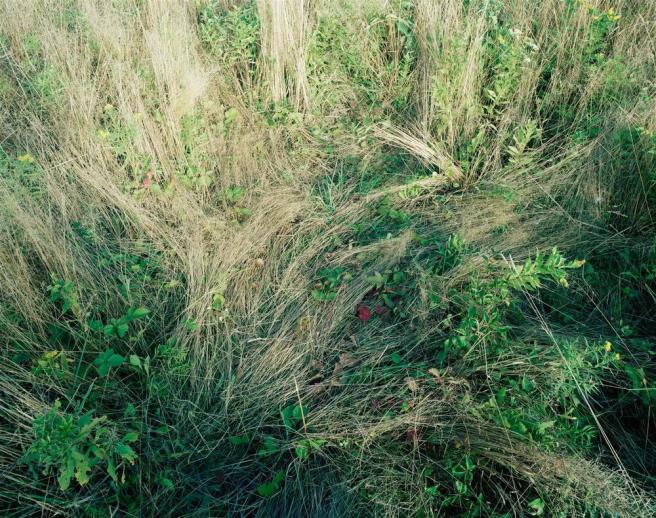 Katherine_Wolkoff_deerbed_2