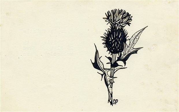 sylvia-plath-purple-thistle-drawing