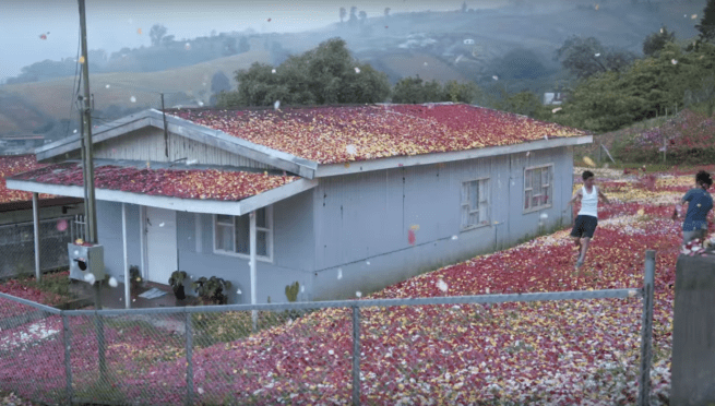 Sony Flower Petal Rain Joy